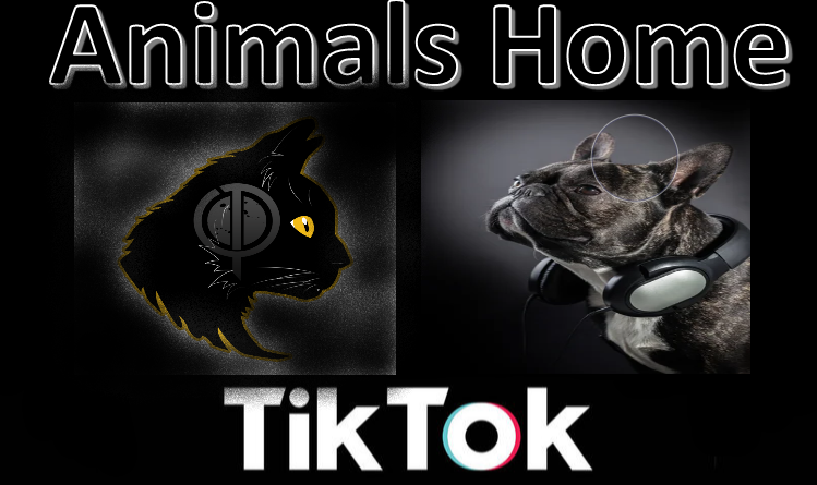 Animals Home TikTok